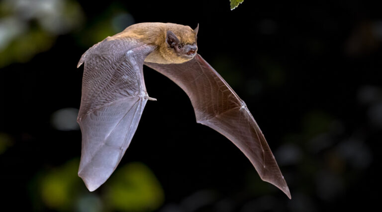 Bat Control course UK